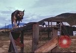 Image of sentry dogs South Vietnam, 1967, second 53 stock footage video 65675062006