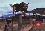 Image of sentry dogs South Vietnam, 1967, second 54 stock footage video 65675062006