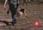 Image of sentry dogs South Vietnam, 1967, second 59 stock footage video 65675062006
