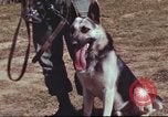 Image of sentry dogs South Vietnam, 1967, second 5 stock footage video 65675062007