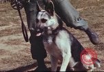 Image of sentry dogs South Vietnam, 1967, second 6 stock footage video 65675062007