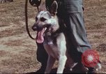 Image of sentry dogs South Vietnam, 1967, second 7 stock footage video 65675062007