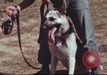 Image of sentry dogs South Vietnam, 1967, second 8 stock footage video 65675062007