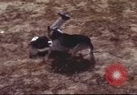 Image of sentry dogs South Vietnam, 1967, second 18 stock footage video 65675062007