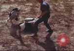 Image of sentry dogs South Vietnam, 1967, second 19 stock footage video 65675062007