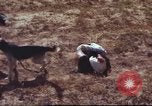 Image of sentry dogs South Vietnam, 1967, second 23 stock footage video 65675062007