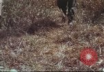 Image of sentry dogs South Vietnam, 1967, second 35 stock footage video 65675062007