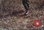 Image of sentry dogs South Vietnam, 1967, second 36 stock footage video 65675062007