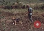 Image of sentry dogs South Vietnam, 1967, second 40 stock footage video 65675062007