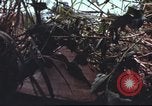 Image of sentry dogs South Vietnam, 1967, second 43 stock footage video 65675062007