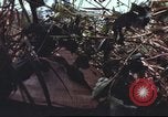 Image of sentry dogs South Vietnam, 1967, second 57 stock footage video 65675062007