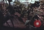 Image of sentry dogs South Vietnam, 1967, second 58 stock footage video 65675062007