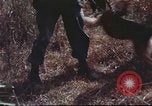 Image of sentry dogs South Vietnam, 1967, second 59 stock footage video 65675062007