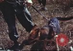 Image of sentry dogs South Vietnam, 1967, second 61 stock footage video 65675062007