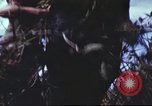 Image of sentry dogs South Vietnam, 1967, second 62 stock footage video 65675062007