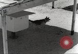 Immagine di Cani sentinella San Antonio Texas USA, 1965, secondo 15 filmato di repertorio 65675062012