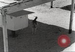 Immagine di Cani sentinella San Antonio Texas USA, 1965, secondo 16 filmato di repertorio 65675062012