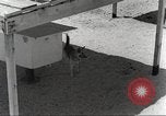 Immagine di Cani sentinella San Antonio Texas USA, 1965, secondo 17 filmato di repertorio 65675062012
