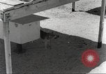 Immagine di Cani sentinella San Antonio Texas USA, 1965, secondo 18 filmato di repertorio 65675062012