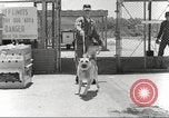 Immagine di Cani sentinella San Antonio Texas USA, 1965, secondo 21 filmato di repertorio 65675062012