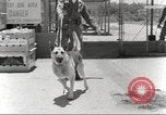 Immagine di Cani sentinella San Antonio Texas USA, 1965, secondo 22 filmato di repertorio 65675062012