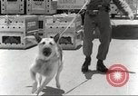 Immagine di Cani sentinella San Antonio Texas USA, 1965, secondo 23 filmato di repertorio 65675062012