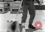 Immagine di Cani sentinella San Antonio Texas USA, 1965, secondo 26 filmato di repertorio 65675062012