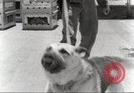 Immagine di Cani sentinella San Antonio Texas USA, 1965, secondo 28 filmato di repertorio 65675062012