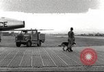 Immagine di Cani sentinella Il Vietnam, 1965, secondo 1 filmato di repertorio 65675062013