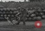 Immagine di Cani sentinella Il Vietnam, 1965, secondo 16 filmato di repertorio 65675062013