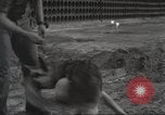 Immagine di Cani sentinella Il Vietnam, 1965, secondo 19 filmato di repertorio 65675062013