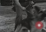 Immagine di Cani sentinella Il Vietnam, 1965, secondo 20 filmato di repertorio 65675062013