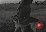 Immagine di Cani sentinella Il Vietnam, 1965, secondo 25 filmato di repertorio 65675062013