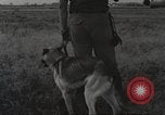 Immagine di Cani sentinella Il Vietnam, 1965, secondo 26 filmato di repertorio 65675062013