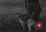 Immagine di Cani sentinella Il Vietnam, 1965, secondo 27 filmato di repertorio 65675062013