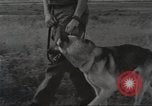 Immagine di Cani sentinella Il Vietnam, 1965, secondo 32 filmato di repertorio 65675062013