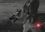 Immagine di Cani sentinella Il Vietnam, 1965, secondo 33 filmato di repertorio 65675062013