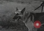 Immagine di Cani sentinella Il Vietnam, 1965, secondo 34 filmato di repertorio 65675062013