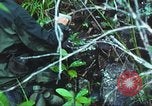 Image of United States soldiers South Vietnam, 1967, second 31 stock footage video 65675062021