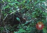 Image of United States soldiers South Vietnam, 1967, second 45 stock footage video 65675062021