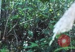 Image of United States soldiers South Vietnam, 1967, second 60 stock footage video 65675062021