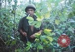 Image États-unis les soldats de la 4e Division d'infanterie Le Vietnam du Sud, 1967, de la seconde 50 séquences d'archives historiques vidéo 65675062025