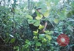 Image États-unis les soldats de la 4e Division d'infanterie Le Vietnam du Sud, 1967, de la seconde 56 séquences d'archives historiques vidéo 65675062025