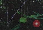 Image of United States soldiers South Vietnam, 1967, second 54 stock footage video 65675062026