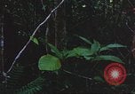 Image of United States soldiers South Vietnam, 1967, second 55 stock footage video 65675062026