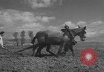 Image of Farmers plowing fields with wooden plows and horses Spain, 1937, second 16 stock footage video 65675062079