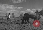 Image of Farmers plowing fields with wooden plows and horses Spain, 1937, second 17 stock footage video 65675062079