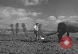 Image of Farmers plowing fields with wooden plows and horses Spain, 1937, second 18 stock footage video 65675062079
