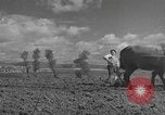 Image of Farmers plowing fields with wooden plows and horses Spain, 1937, second 19 stock footage video 65675062079