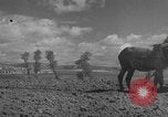 Image of Farmers plowing fields with wooden plows and horses Spain, 1937, second 20 stock footage video 65675062079